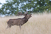  Red deer, Cervus elaphus, red deer in the rut, autumn, Denmark 