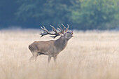  Red deer, Cervus elaphus, roaring during the rutting season, autumn, Denmark 