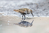 Alpenstrandläufer, Calidris alpina, adulter Vogel Futter suchend im Prachtkleid, Schleswig-Holstein, Deutschland