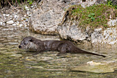  European otter, Lutra lutra, adult otter in the water, Mecklenburg-Western Pomerania, Germany 