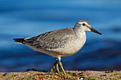 Knutt, Calidris canutus, juveniler Vogel am Spuelsaum, Herbst, Skane, Schweden