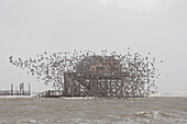  Red knot, Calidris canutus, flock, Wadden Sea National Park, Schleswig-Holstein, Germany 