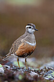  Dotterel (Charadrius morinellus), male, Dalarna, Sweden 