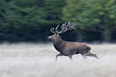  Red deer, Cervus elaphus, fleeing, autumn, Denmark 