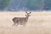  Red deer, Cervus elaphus, with calf, autumn, Denmark 