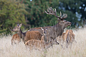  Red deer, Cervus elaphus, red stag with female, rutting, autumn, Denmark 