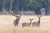  Red deer, Cervus elaphus, red stag with female, rutting, autumn, Denmark 