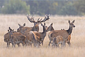  Red deer, Cervus elaphus, red stag with female, rutting, autumn, Denmark 