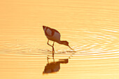 Säbelschnäbler, Recurvirostra avosetta, adulter Vogel im Sonnenuntergang, Schleswig-Holstein, Deutschland