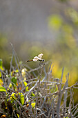 Red-veined darter or nomad (Sympetrum fonscolombii) dragonfly, Egypt