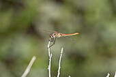 Red-veined darter or nomad (Sympetrum fonscolombii) dragonfly, Egypt