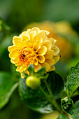  Dahlia blossom (Dahlia) in yellow  