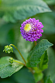Dahlia blossom (Dahlia) in purple and yellow with a green background