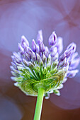  Ornamental onion (allium) with bokeh 