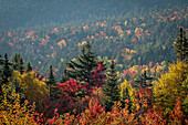  Autumn foliage in the Withe Mountains, morning mood, fall foliage, autumn coloring, Kancamagus Highway, New Hampshire, USA 