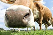  Animals on the farm of the Ferienhof Kinker in Ussenburg, a district of Roßhaupten, Allgäu, Swabia, Bavaria, Germany 