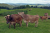  Animals on the farm of the Ferienhof Kinker in Ussenburg, a district of Roßhaupten, Allgäu, Swabia, Bavaria, Germany 