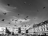 Pigeons in Old town square, Bydgoszcz, Poland