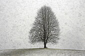  Winter day on a hill with a tree during snowfall, Kisslegg, Allgäu, Baden-Württemberg, Germany 