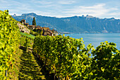  Picturesque village in the vineyards by the lake, Saint-Saphorin, Lavaux, UNESCO World Heritage Site, Lake Geneva, Lac Léman, Canton of Vaud, Switzerland 