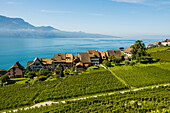  Picturesque village in the vineyards by the lake, Rivaz, Lavaux, UNESCO World Heritage Site, Lake Geneva, Lac Léman, Canton of Vaud, Switzerland 