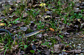 Aeskulanatter (Zamenis longissimus) im Auwald entlang der Salzach, Bayern, Deutschland