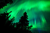  Northern Lights with forest in Finland 