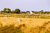 Megalithic field with stone rows, Alignement de Ménec, and houses, in Carnac, Morbihan, Brittany, France 