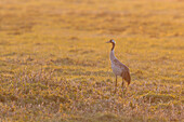  Common crane, Grus grus, resting crane in a meadow, autumn, Mecklenburg-Western Pomerania, Germany 