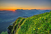 Sunrise over the Loferer Steinberge mountains with a flower meadow in the foreground, from the Kitzbüheler Horn, Kitzbühel Alps, Tyrol, Austria 