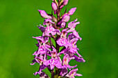 Pink blühendes Knabenkraut, Dactylorhiza, Kitzbüheler Horn, KAT Walk, Kitzbüheler Alpen, Tirol, Österreich