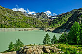  Mountain lake Lago di Alpe Gera with Bernina in the background, Valmalenco, Alta via della Valmalenco, Bernina Alps, Lombardy, Italy 