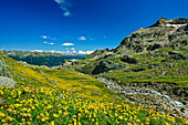 Blumenwiesen über dem Puschlavtal mit Livignoalpen im Hintergrund, Valmalenco, Alta via della Valmalenco, Bernina-Alpen, Lombardei, Italien