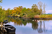  Canal de Rosé with boats in Rozé and geese in the Parc Regional de Briere on the Guérande peninsula, Côte d&#39;Amour, Pays de la Loire, Loire-Atlantique, Brittany, France 