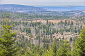  Bark beetles, Scolytinae, dead spruce trees, Brocken Forest, Harz National Park, Saxony-Anhalt, Germany 
