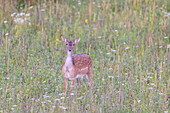  Fallow deer, Cervus dama, doe in a meadow, autumn, Schleswig-Holstein, Germany 