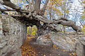 The Witch&#39;s Linden tree at the Lauenburg castle ruins, Stecklenberg, Saxony-Anhalt, Germany 