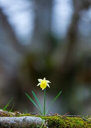 Narcissus Tazetta Photos License Unique Travel Photos Lookphotos