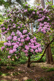 Alter Rhododendron Bilder  Garten-Fotos kaufen  Gartenbildagentur  Friedrich Strauss