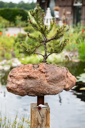 Bonsai auf Lavastein Bilder  Garten-Fotos kaufen  Gartenbildagentur  Friedrich Strauss