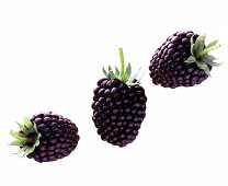 Three Ripe Blackberries