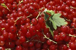 Several Red Currants