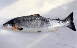 A wild salmon on marble background