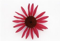 Red Echinacea (Echinacea purpurea), flower