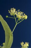 Lime blossom (Tilia flos) against dark blue background