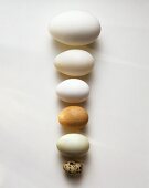 Six different eggs