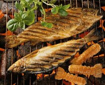 Fish with herbs and scampi on glowing barbecue