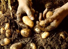 Hands holding freshly dug potatoes above soil