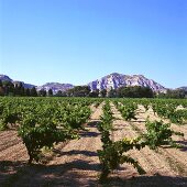 Weinberg vor Bergkette, Les Baux, Rhone, Frankreich