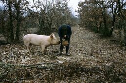 Man with truffle pig in forest (Le Quercy, Provence 2)